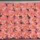 Хризантемы из мыла - 1 200 Цвет: розовый